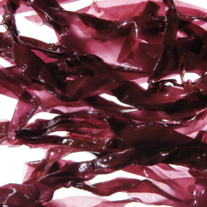 Dulse Dulse